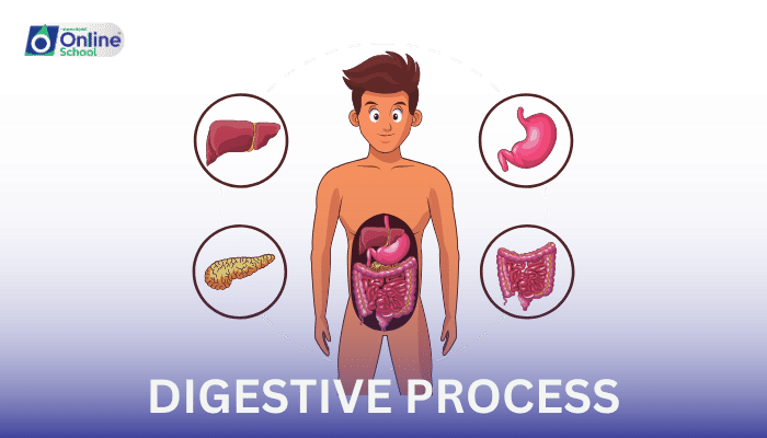Lesson 13: Nutrient's Voyage: The Digestive Process